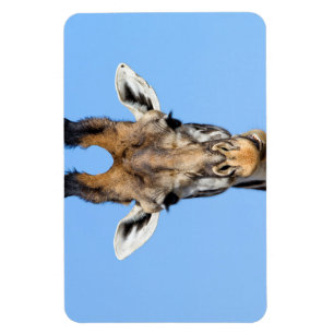 Imán Giraffe