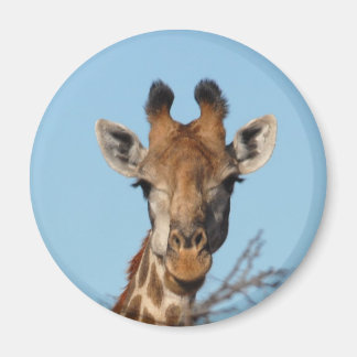 Imán Giraffe
