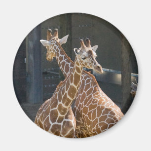 Imán giraffe2