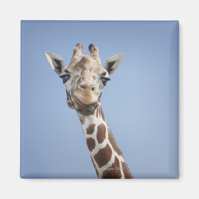Imán Giraffe 2 (Frente)