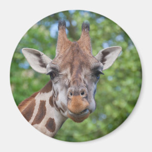 Imán Giraffe atenta