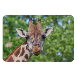Imán Giraffe atenta