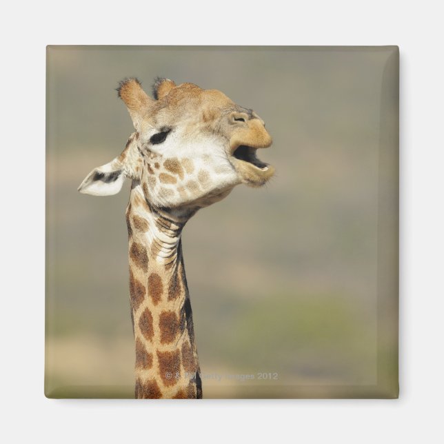 Imán Giraffe de África Meridional (camelopardalis de Gi (Frente)