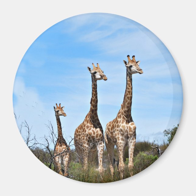 Imán Giraffe Family en Grassy Hilltop (Frente)
