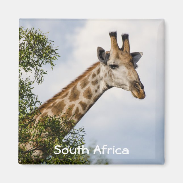 Imán Giraffe Fridge Magnet - Sudáfrica (Frente)