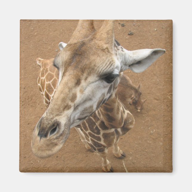 Imán Giraffe Gaze Magnet (Frente)