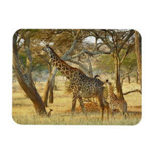Imán Giraffe, Giraffa, joven y mujer adulta