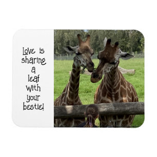 Imán Giraffe Love...