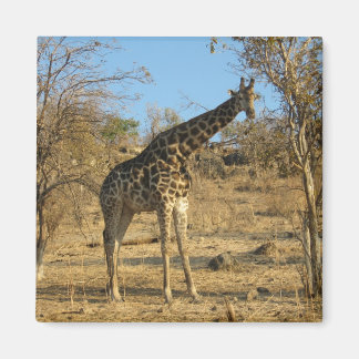 Imán Giraffe Magnet