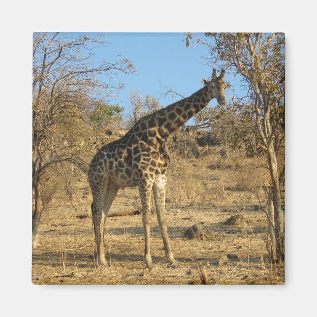 Imán Giraffe Magnet (Frente)