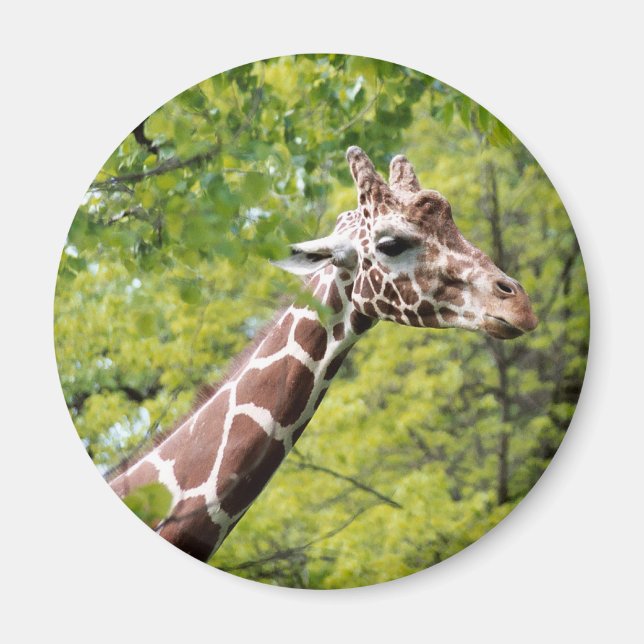 Imán Giraffe Magnet (Frente)