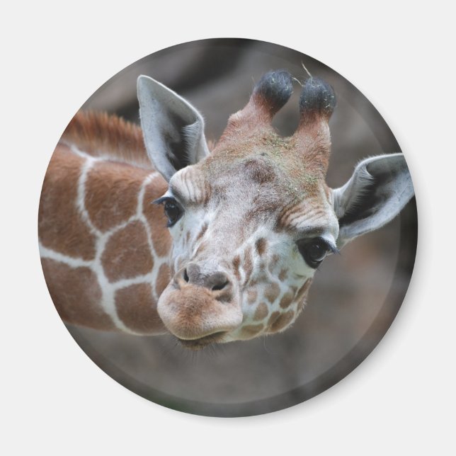 Imán Giraffe Magnet (Frente)