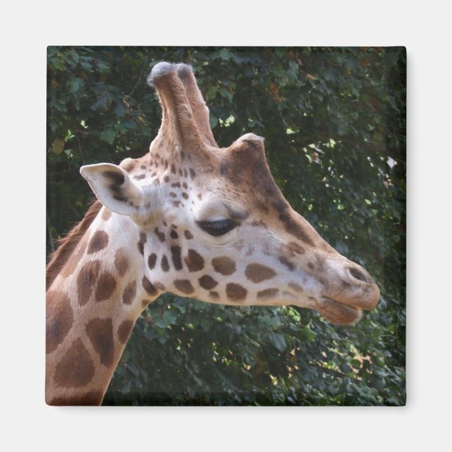 Imán Giraffe Magnet (Frente)
