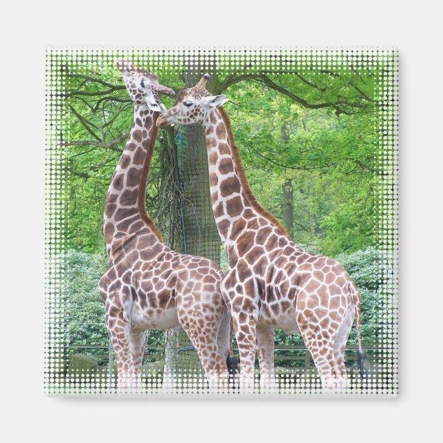 Imán Giraffe Pair Square Magnet (Frente)