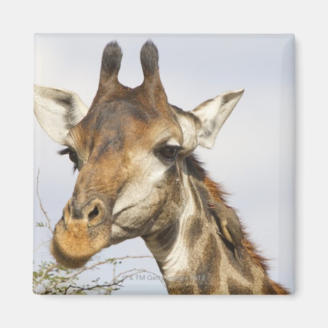 Imán Giraffe, Parque Nacional Kruger, Sudáfrica (Frente)