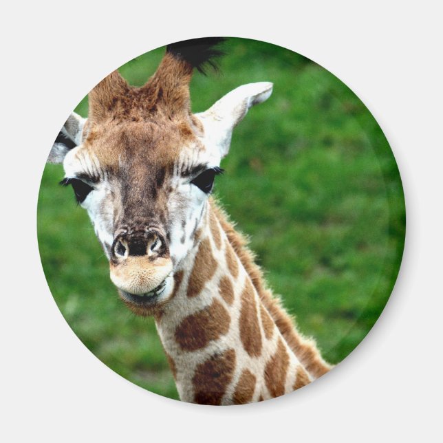 Imán Giraffe Photo Round Magnet (Frente)