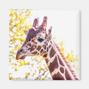Imán Giraffe Portrait
