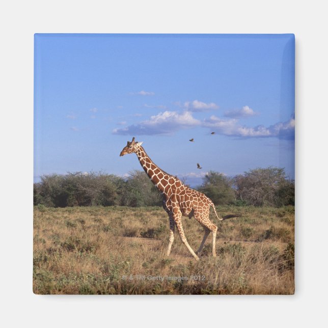 Imán Giraffe reticulada (Frente)