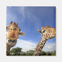Giraffe reticulada (camelopardalis de Giraffa)