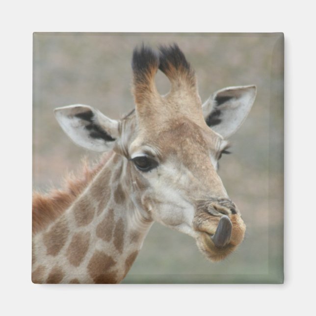 Imán Giraffe Tongue Magnet (Frente)