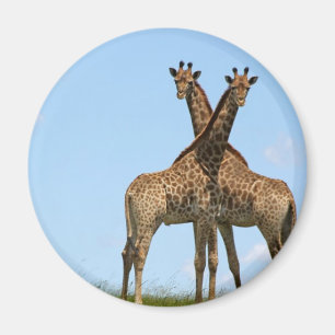 Imán Giraffe Twins Magnet