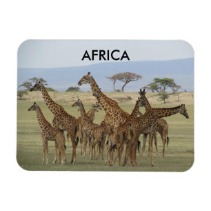 Imán giraffes africa