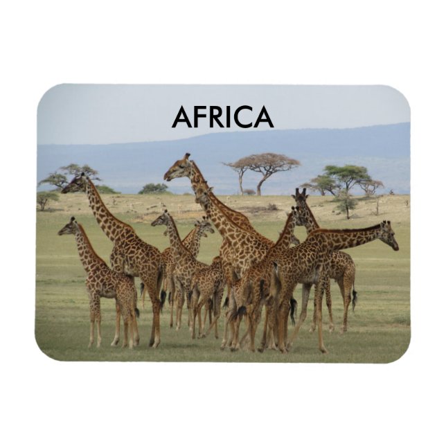 Imán giraffes africa (Horizontal)