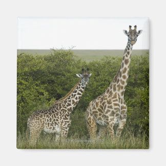 Imán Giraffes en Kenia, África 2