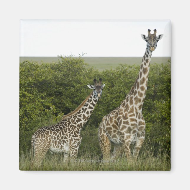 Imán Giraffes en Kenia, África 2 (Frente)