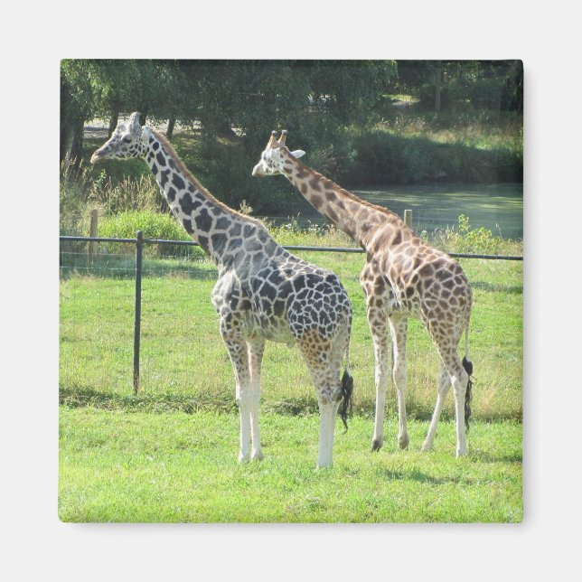 Imán Giraffes increíbles (Frente)