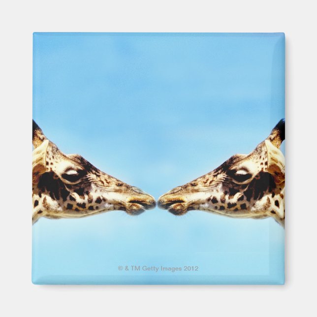 Imán Giraffes tocando narices (Frente)