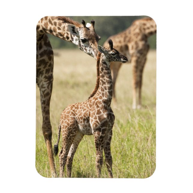 Imán Giraffias masai, camelopardalis Giraffa 2 (Vertical)