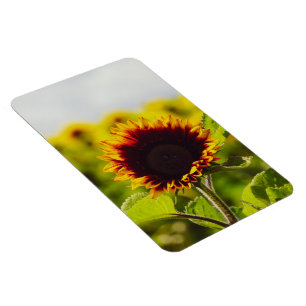 Imán Girasol