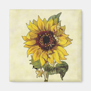 Imán Girasol