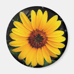 Imán Girasol