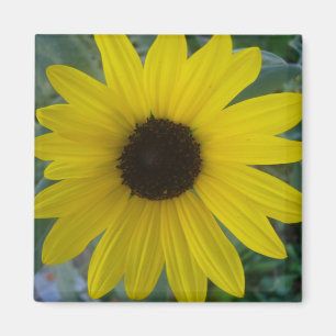 Imán girasol