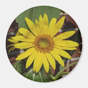 Imán Girasol