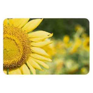 Imán Girasol