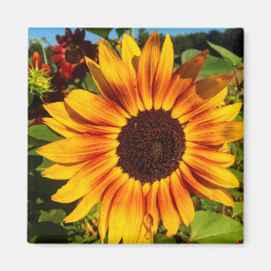 Imán Girasol