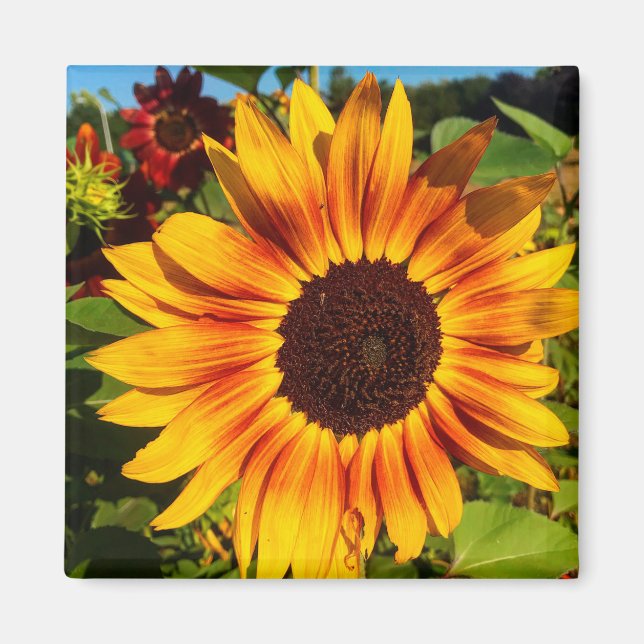 Imán Girasol (Frente)