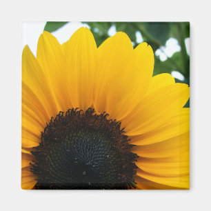 Imán Girasol