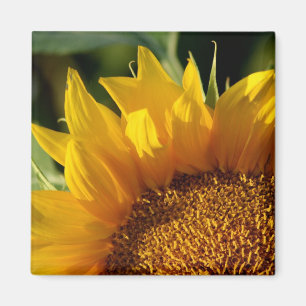 Imán Girasol