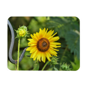 Imán Girasol