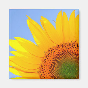 Imán Girasol