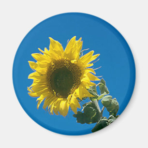 Imán - Girasol