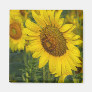 Imán Girasol