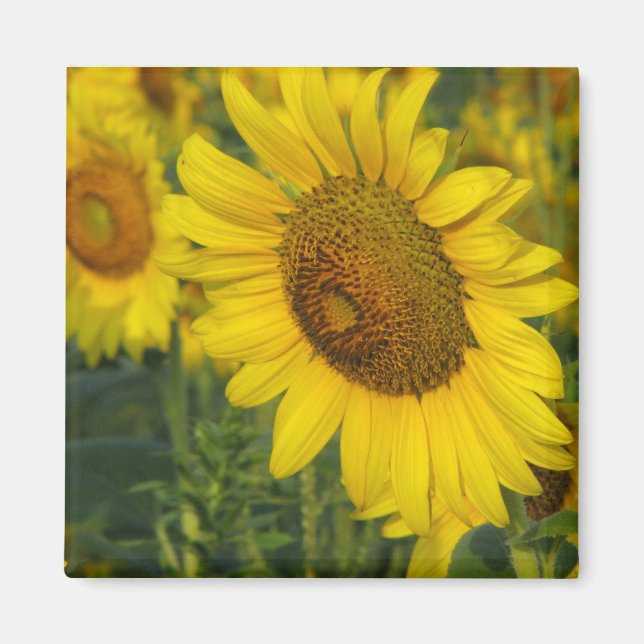 Imán Girasol (Frente)