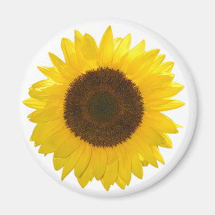 Imán Girasol