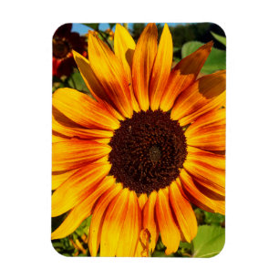Imán Girasol