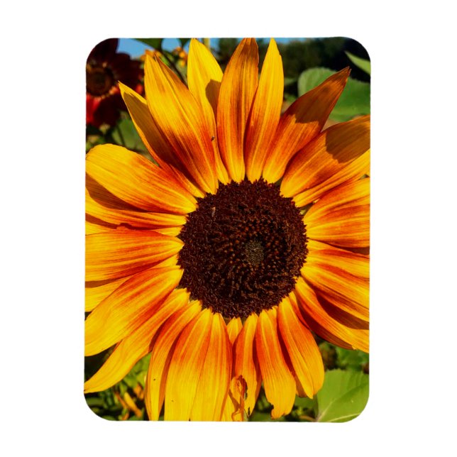 Imán Girasol (Vertical)